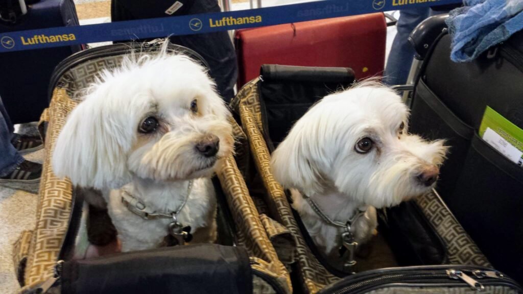 Check Lufthansa Pet Travel Status