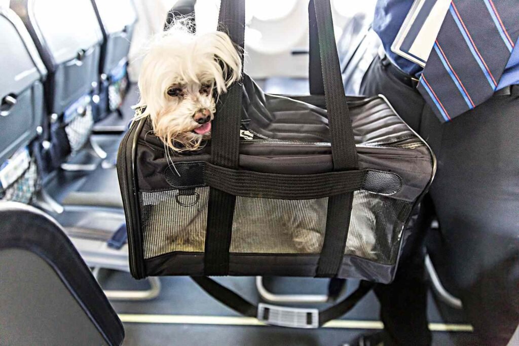 Check Emirates Airlines Pets in Cabin Booking Status