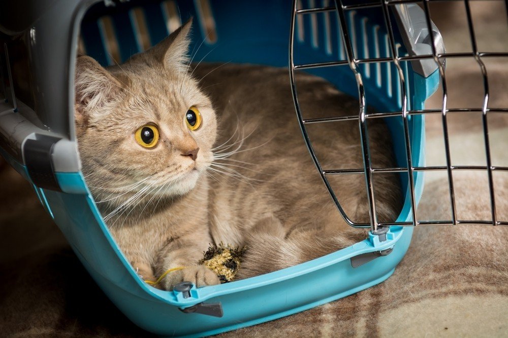 Check LOT Polish Airlines Pets in Cabin Status