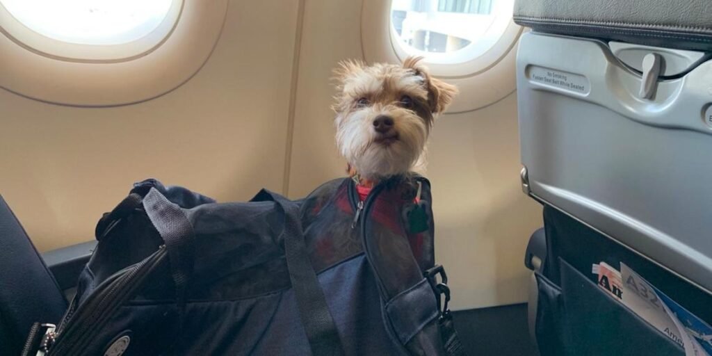 Check Breeze Airways Pet Travel Policy